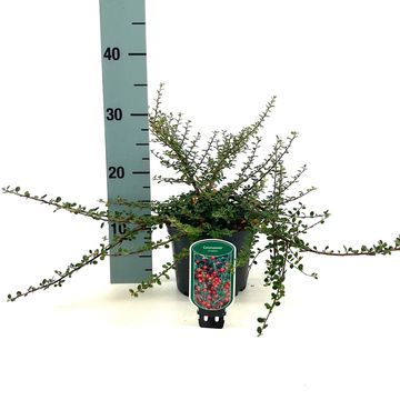 Cotoneaster microphyllus
