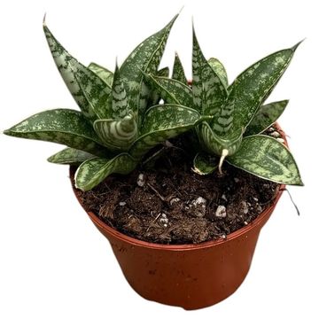 Sansevieria 'Zebra'
