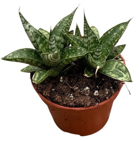 Sansevieria 'Zebra'
