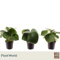 Peperomia polybotrya 'Raindrop'