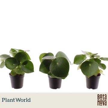 Peperomia polybotrya 'Raindrop'