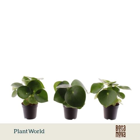 Peperomia polybotrya 'Raindrop'