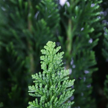 Chamaecyparis lawsoniana 'Little Spire'