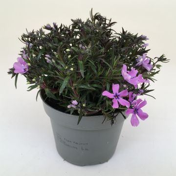 Phlox Subulata