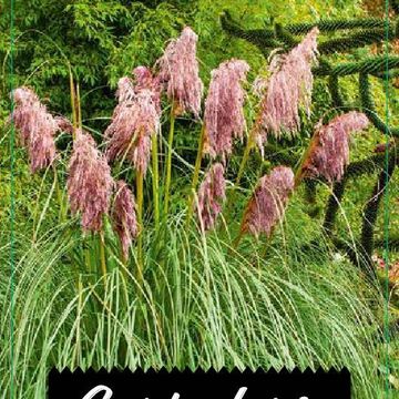 Cortaderia selloana 'Pink Feather'