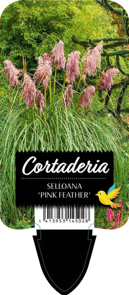 Cortaderia selloana 'Pink Feather'
