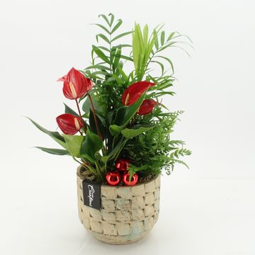 Arrangement Christmas