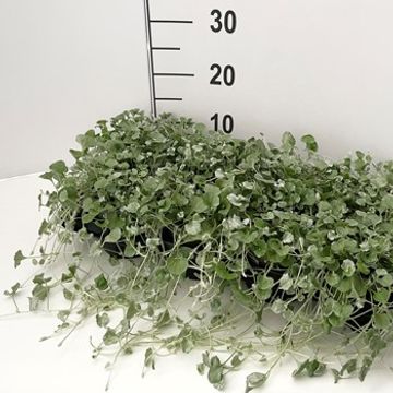 Dichondra argentea 'Silver Falls'