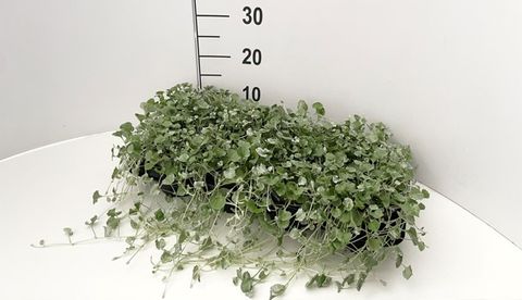 Dichondra argentea 'Silver Falls'