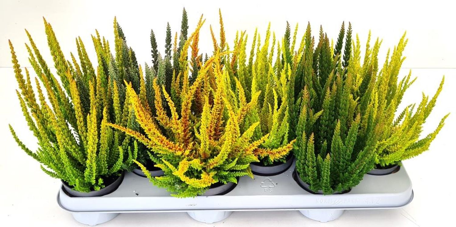 Calluna vulgaris SKYLINE MIX — Plant Wholesale FlorAccess