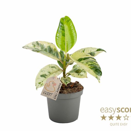 Ficus elastica 'Shivereana'