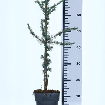 Cedrus libani 'Glauca'