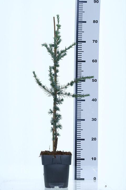 Cedrus libani 'Glauca'