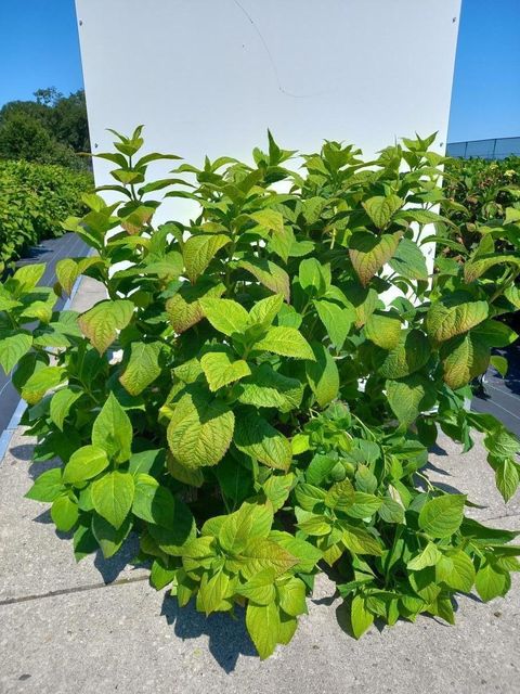 Hydrangea macrophylla 'Bouquet Rose'