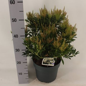 Pieris japonica 'Debutante'