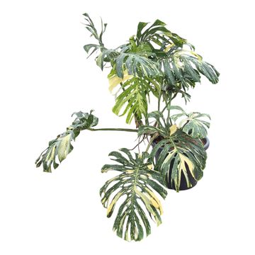 Monstera 'Thai Constellation'