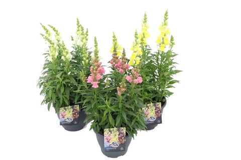 Antirrhinum majus SONNET MIX
