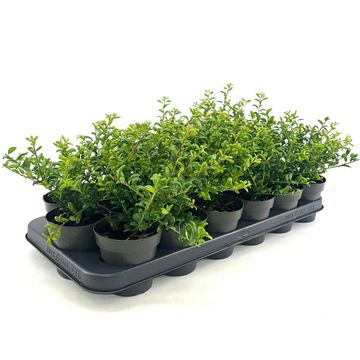 Ilex crenata 'Convexa'