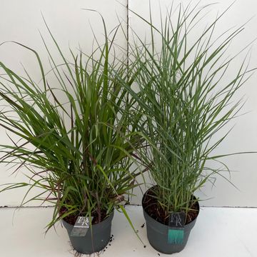Panicum MIX