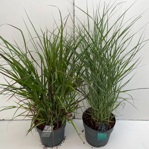 Panicum MIX