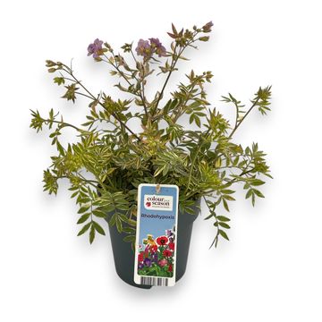 Polemonium 'Golden Feathers'