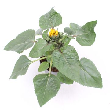 Helianthus annuus 'Petisol'