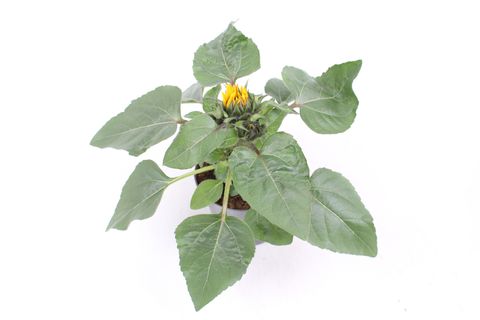 Helianthus annuus 'Petisol'