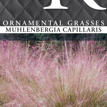 Muhlenbergia capillaris