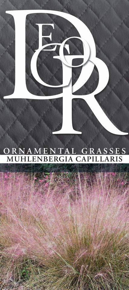 Muhlenbergia capillaris