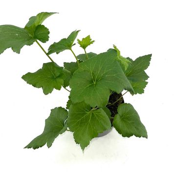 Anemone hupehensis 'September Charm'