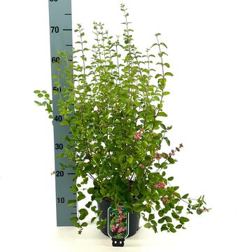 Симфорикарпус x doorenbosii 'Мазер оф Перл'