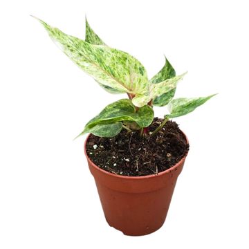 Anthurium hookeri 'Variegata'