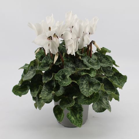 Cyclamen persicum SUPER SERIE S MAMMOTH WHITE