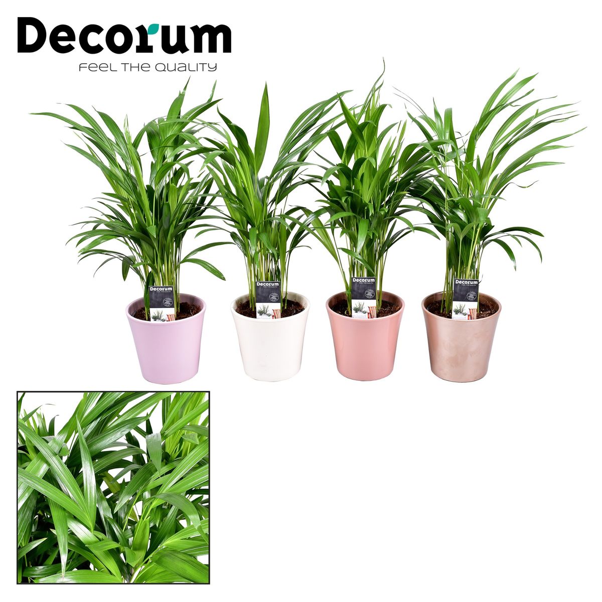 Dypsis lutescens — Plant Wholesale FlorAccess