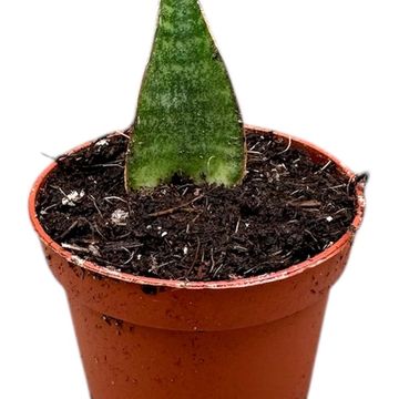 Sansevieria 'Table Mountain'