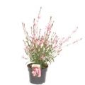 Gaura lindheimeri GEYSER PINK