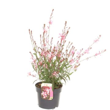 Gaura lindheimeri GEYSER PINK