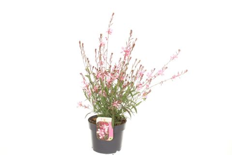 Gaura lindheimeri GEYSER PINK