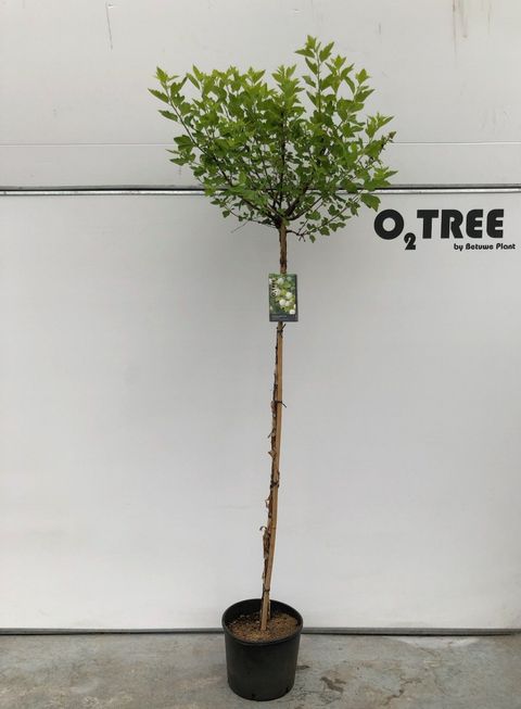 Physocarpus opulifolius 'Luteus'