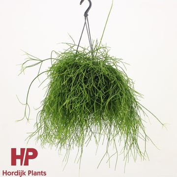 Rhipsalis baccifera