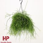 Rhipsalis baccifera