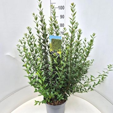 Ligustrum vulgare 'Atrovirens'