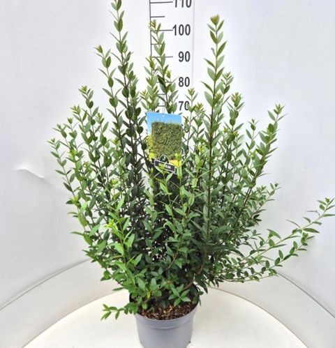 Ligustrum vulgare 'Atrovirens'