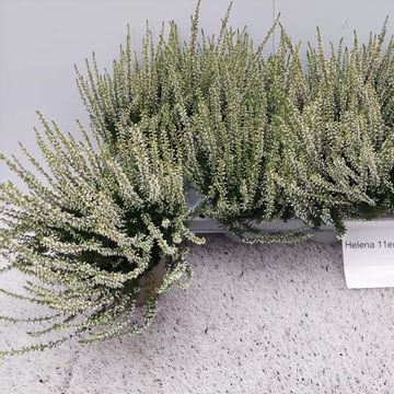 Calluna vulgaris GARDEN GIRLS HELENA