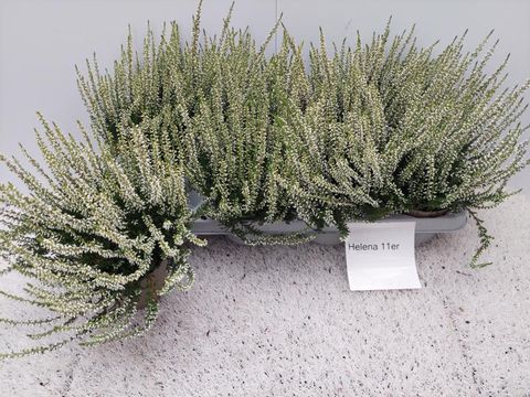 Calluna vulgaris GARDEN GIRLS HELENA