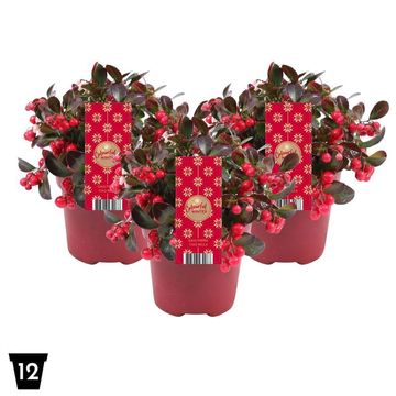 Гаултерия procumbens CIAO BELLA RED