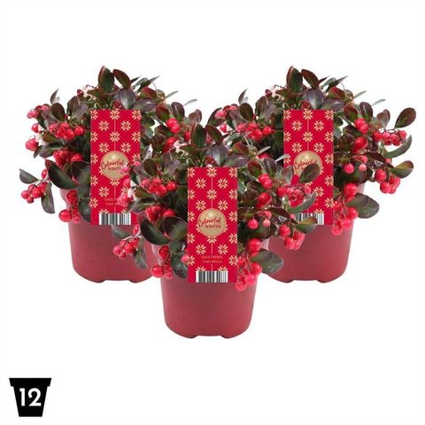 Гаултерия procumbens CIAO BELLA RED