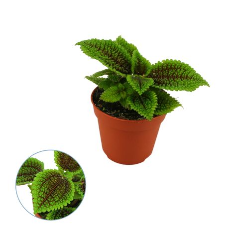 Pilea mollis 'Moon Valley'