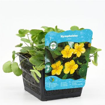 Nymphoides peltata