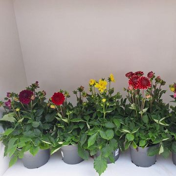 Dahlia MIX